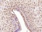 Phospho-NFKB1 (Ser927) Rabbit pAb